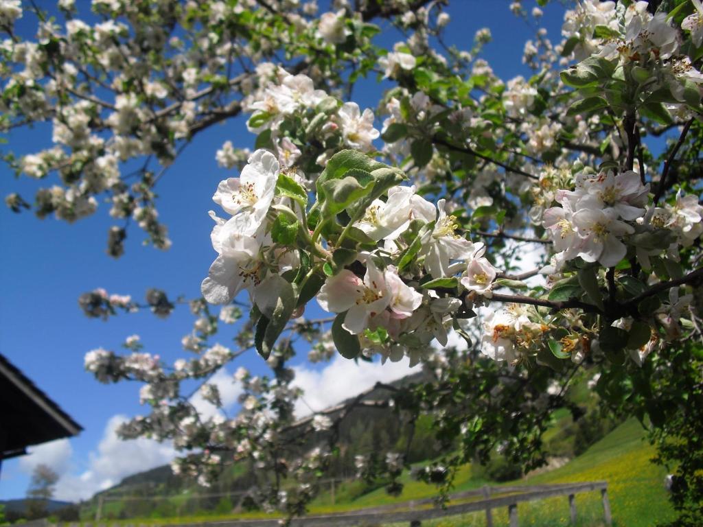 Obergarberhof Lägenhet Sillian Exteriör bild